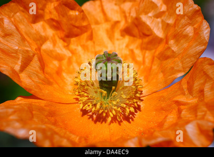 Island-Mohn in voller Blüte Stockfoto