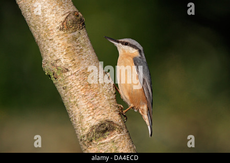 Kleiber (Sitta Europaea) auf Ast im Garten, Cheshire, UK, November 2010 2324 Stockfoto