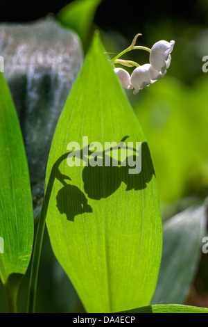 Schatten Sie auf Blatt von Lily Of The Valley / Lily of the Valley (Convallariaarten Majalis) in Blüte im Frühjahr Stockfoto