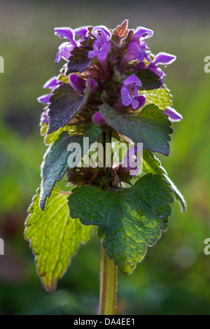 Rote Taubnessel / Taubnessel lila / lila Erzengel / Velikdenche (Lamium Purpureum) in Blüte im Frühjahr Stockfoto