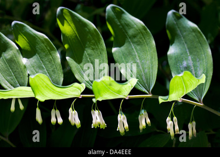 Salomonssiegel, Davids Harfe, Leiter-to-Heaven (Polygonatum Multiflorum) in Blüte im Frühjahr Stockfoto