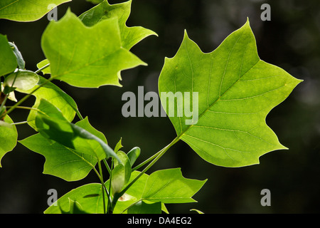 Amerikanischer Tulpenbaum (Liriodendron Tulipifera), native nach Nordamerika, in der Nähe von der Blätter im Frühling Stockfoto