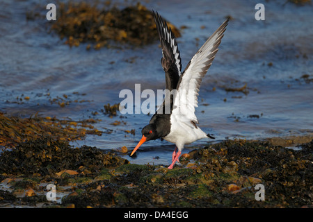 Austernfischer (Haematopus Ostralegus) Flügel erstreckt sich auf Islay Schottland UK Ufer März 8117 Stockfoto