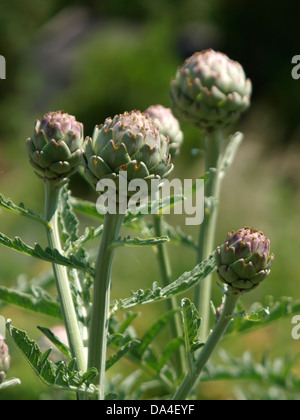 Artischocke Cynara Cardunculus var Scolymus, UK 2013 Stockfoto