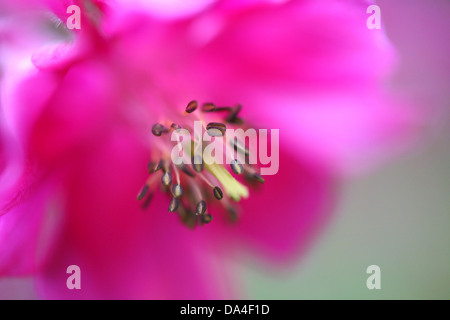 Träumen Sie wie rosa Blume mit Fokus auf Staubblätter Stockfoto