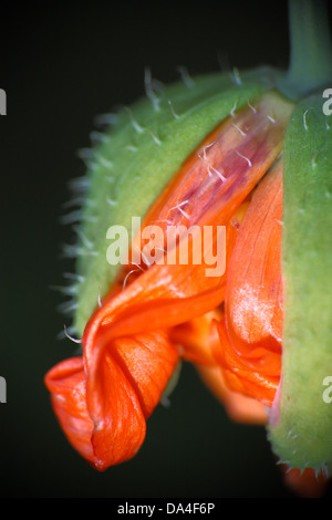 Island-Mohn im Keim zu ersticken Stockfoto