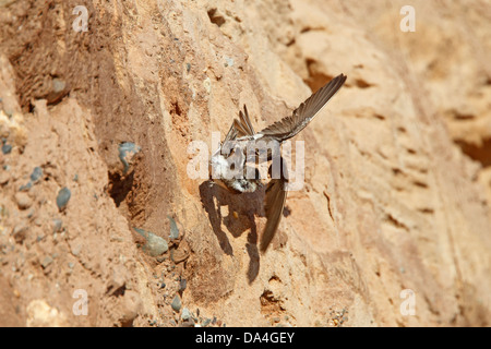 Sand Martin (Riparia Riparia) kämpfen während Rivalität für Nistplatz auf Klippe Wirral Merseyside UK 5896 Stockfoto