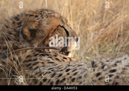 Gepard im Africat Foundation, Namibia, Südafrika Stockfoto