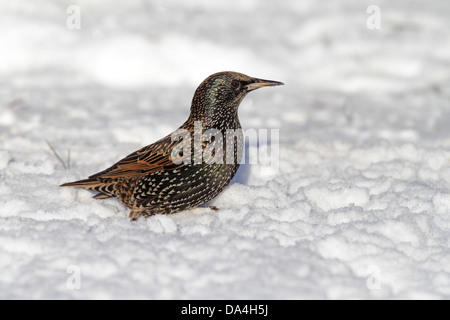 Star (Sturnus Vulgaris) auf Nahrungssuche im Schnee im Garten, Cheshire, UK, Januar 6242 Stockfoto