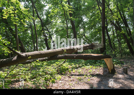 Blick auf den Wald von der Dreistadt Gdingen, Sopot und Danzig. Stockfoto