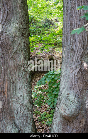 Blick auf den Wald von der Dreistadt Gdingen, Sopot und Danzig. Stockfoto