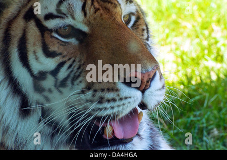 Nahaufnahme eines sibirischen Tigers. Stockfoto