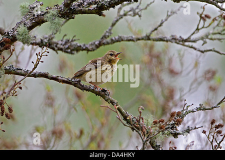 Baumpieper (Anthus Trivialis) singen im Baum im Wald am Hang, North Wales, UK, kann 2010 8025 Stockfoto