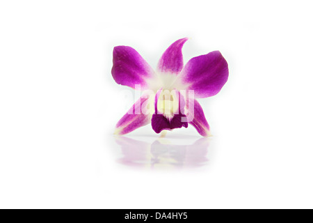 Die lila Orchidee auf dem weißen Hintergrund. Stockfoto