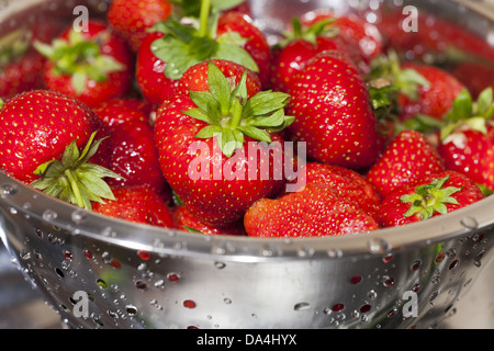 Leckeren roten nahm frisch Erdbeeren in einem Sieb aus Edelstahl Stockfoto
