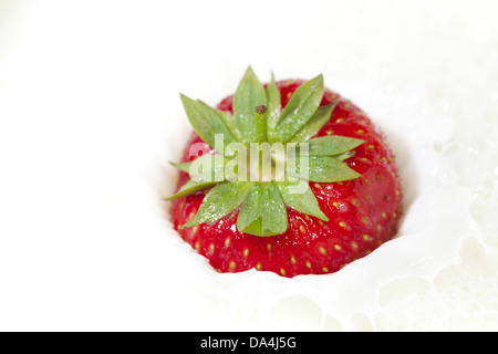 Geerntete frische rote Erdbeere fällt in Milch und spritzt Stockfoto