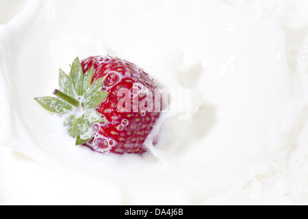 Geerntete frische rote Erdbeere fällt in Milch und spritzt Stockfoto