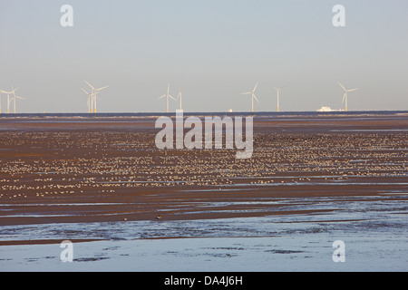 Watvögel vor allem Knoten (Calidris Canutus) und Austernfischer (Haematopus Ostralegus) Fütterung am Ufer mit Windparks im Hintergrund Stockfoto