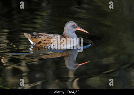 Wasser-Schiene (Rallus Aquaticus) Schwimmen im Teich Merseyside UK 10. November 00 Stockfoto