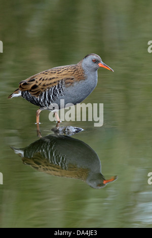 Wasser-Schiene (Rallus Aquaticus) in Teich Merseyside UK November 9733 Stockfoto