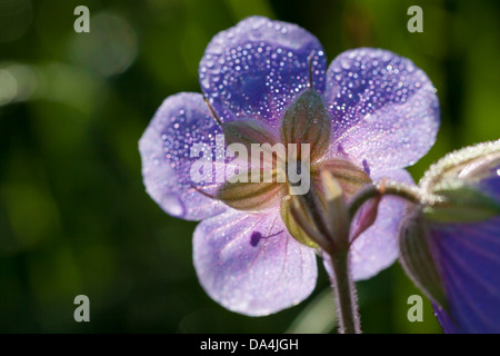 schöne Blume mit Tau fällt auf einer Wiese Stockfoto