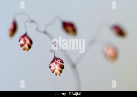 Bebende Rasen Stockfoto