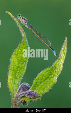 Blaue tailed Damselfly ruht auf gemeinsame Beinwell Stockfoto