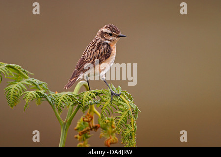 Weibliche Braunkehlchen (Saxicola Rubetra) gehockt Bracken auf Moorland North Wales UK Juni 9868 Stockfoto