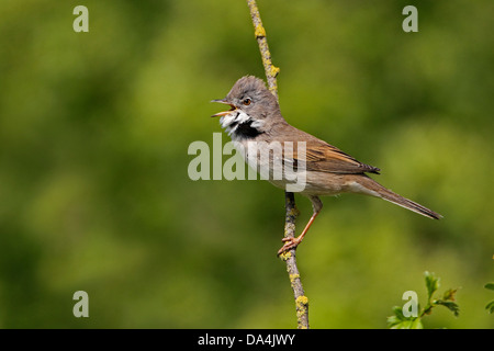 Männliche Whitethroat (Sylvia Communis) singen Cheshire UK Mai 1583 Stockfoto