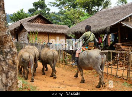 Dorfbewohner sitzt auf einem Wasserbüffel und treibt einer Herde von diesen durch eine Gasse am 30. Oktober 2011 in Hpa, Burma. Stockfoto