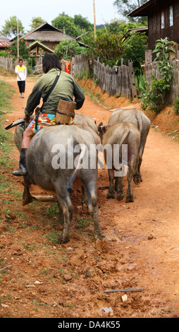 männlichen Dorfbewohner sitzt auf einem Wasserbüffel und treibt einer Herde von diesen durch eine Gasse am 30. Oktober 2011 in Hpa, Burma. Stockfoto