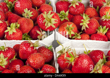 Erdbeerzeit - frisch gepflückten Erdbeeren in hellen Kartons auf weißem Hintergrund Stockfoto