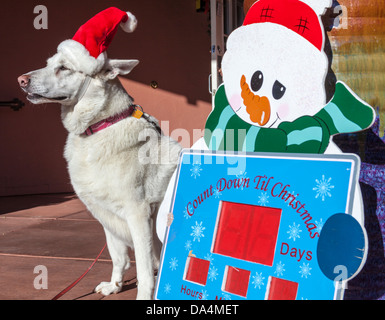 Weiße Schäferhund trägt Weihnachtsmütze Weihnachten Zeichen Stockfoto