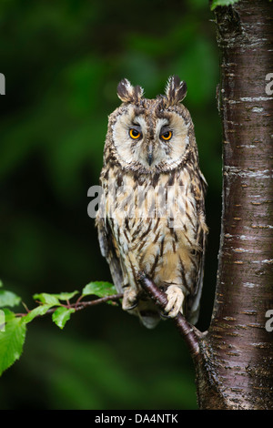 Eurasische Adler-Eule (Bubo Bubo) thront auf einem Ast in der Abenddämmerung Stockfoto