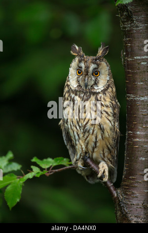 Eurasische Adler-Eule (Bubo Bubo) thront auf einem Ast in der Abenddämmerung Stockfoto