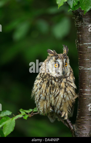 Eurasische Adler-Eule (Bubo Bubo) thront auf einem Ast in der Abenddämmerung Stockfoto
