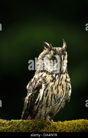 Eurasische Adler-Eule (Bubo Bubo) thront auf einer Wand Moos bedeckt in der Abenddämmerung Stockfoto