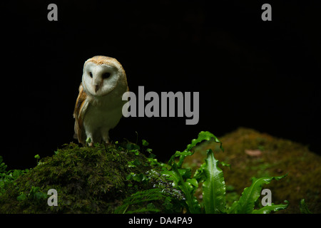 Europäische Schleiereule (Tyto Alba) thront auf einem Felsen in der Nacht Stockfoto