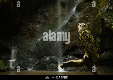 Eurasische Adler-Eule (Bubo Bubo) thront vor einem Wasserfall Stockfoto