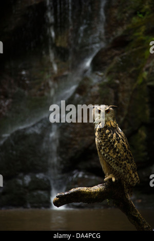 Eurasische Adler-Eule (Bubo Bubo) thront vor einem Wasserfall Stockfoto