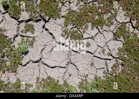 Land, trocken, Wüste, Dürre, geknackt, Stockfoto