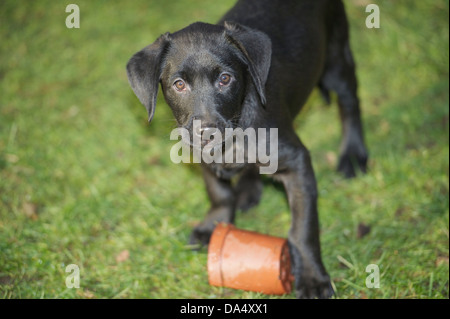 Labrdaor Pupy in der Sonne spielen Stockfoto