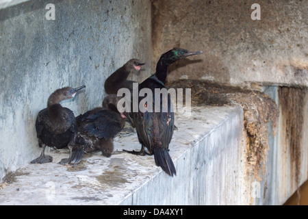 Pelagische Kormoran Phalacrocorax Pelagicus Monterey, Kalifornien, USA 21 Juni Erwachsene am Brutplatz mit jungen. Stockfoto