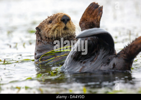 Sea Otter Enhydra Lutris Moss Landing, Kalifornien, Vereinigte Staaten 24 Juni Erwachsener Aal Gras umwickelt. Mustelidae Stockfoto