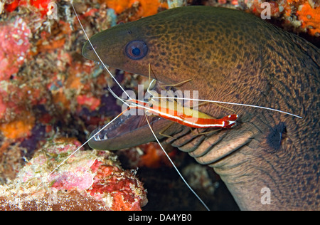 Giant Moray, Aal, Gymnothorax javanicus durch eine Putzergarnelen geputzt wird, Lysmata amboinensis Stockfoto