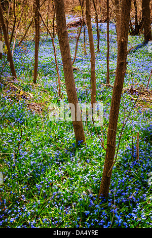 Waldboden mit blauen Glory-of-the-snow Frühlingsblumen blühen in Hülle und Fülle. Ontario, Kanada. Stockfoto