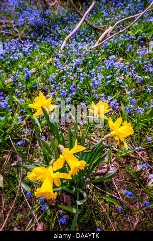 Gelbe Feder Narzissen und blaue Blumen Glory-of-the-snow blühen in Hülle und Fülle auf Waldboden. Ontario, Kanada. Stockfoto