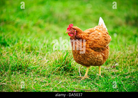 Freilandhaltung glücklich Rhode Island Red Huhn zu Fuß auf dem Rasen Stockfoto