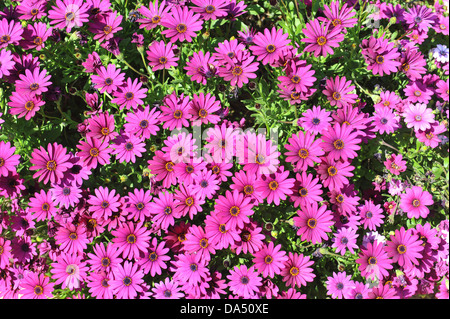 Gruppe von rosa Gänseblümchen Stockfoto