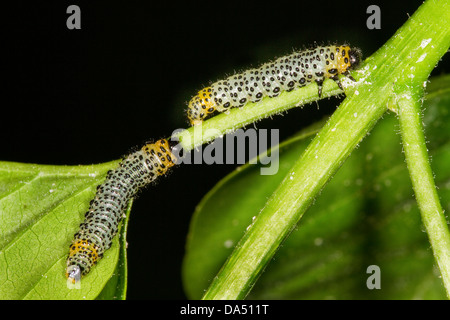 Stachelbeere Blattwespen Larven. Stockfoto